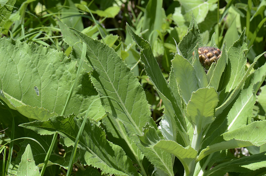 Rhaponticum hemeralpion  / Fiordaliso delle Alpi orientali